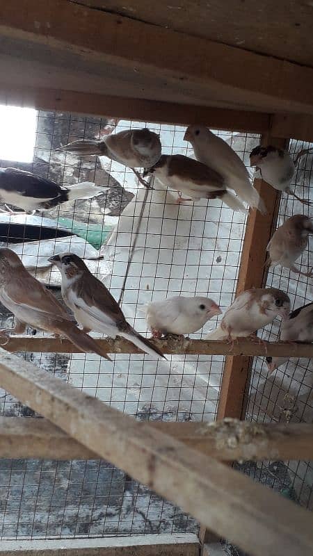 Banglaise finches available 3