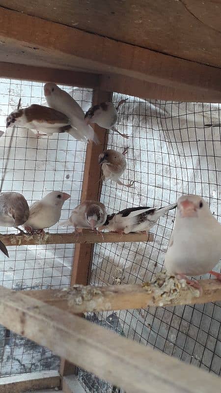 Banglaise finches available 4