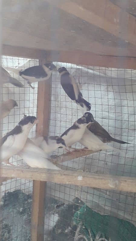 Banglaise finches available 5