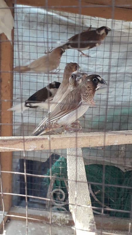 Banglaise finches available 6