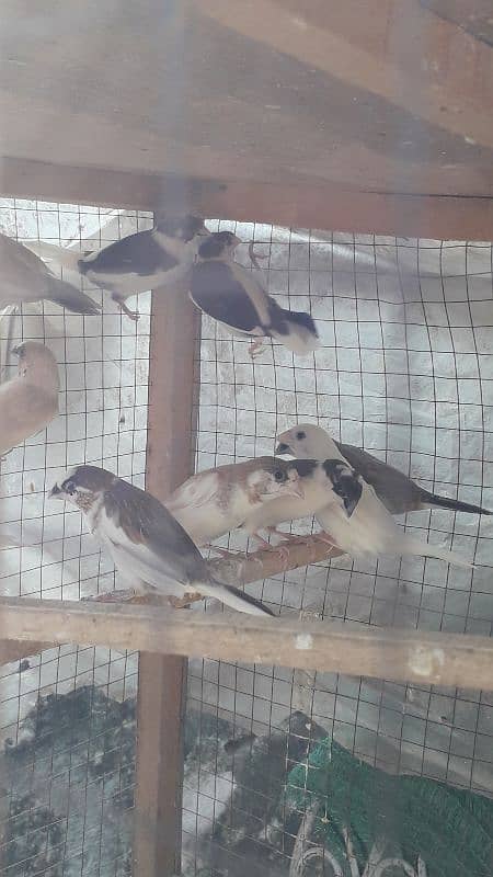 Banglaise finches available 7