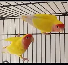 lovebirds breeder pari for sale