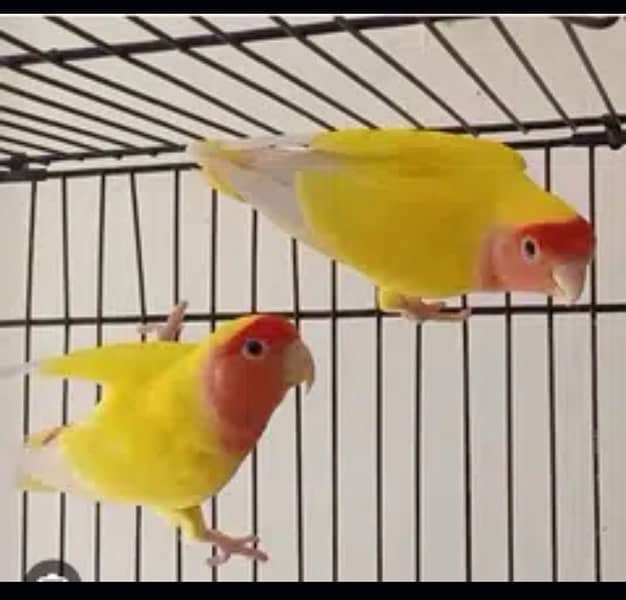 lovebirds breeder pari for sale 0