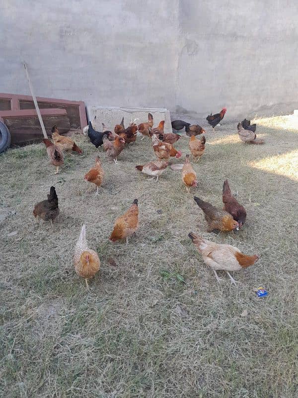 Desi golden hens 0