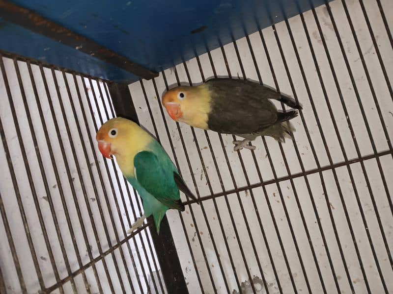 Parblue opl Male and parblue violet/opline, Breader pair with 2 chick. 1