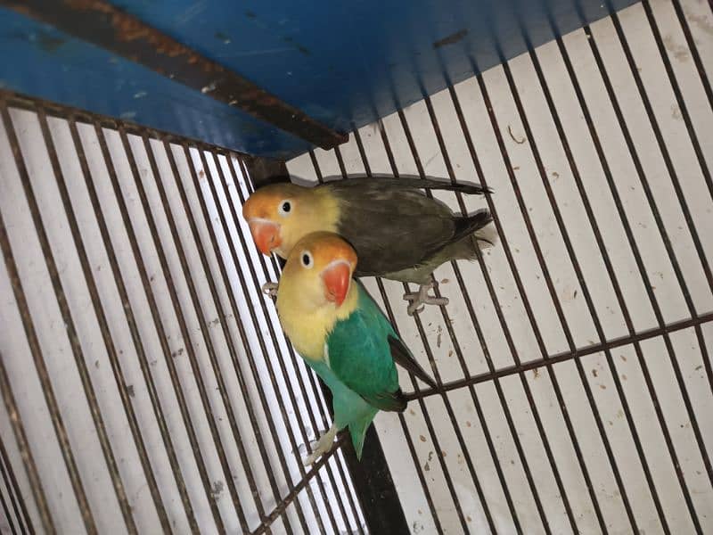 Parblue opl Male and parblue violet/opline, Breader pair with 2 chick. 2