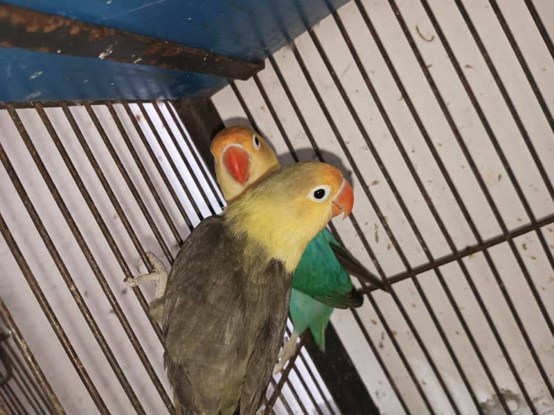 Parblue opl Male and parblue violet/opline, Breader pair with 2 chick. 4