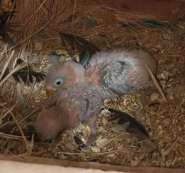 Parblue opl Male and parblue violet/opline, Breader pair with 2 chick. 5