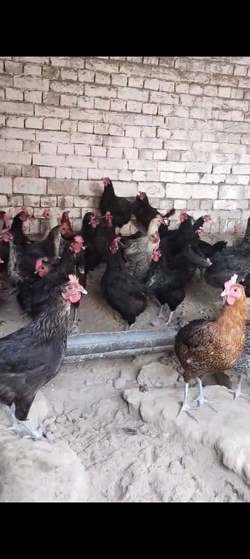 golden misri eggs layer female for sale bahawal pur 03038629487 0