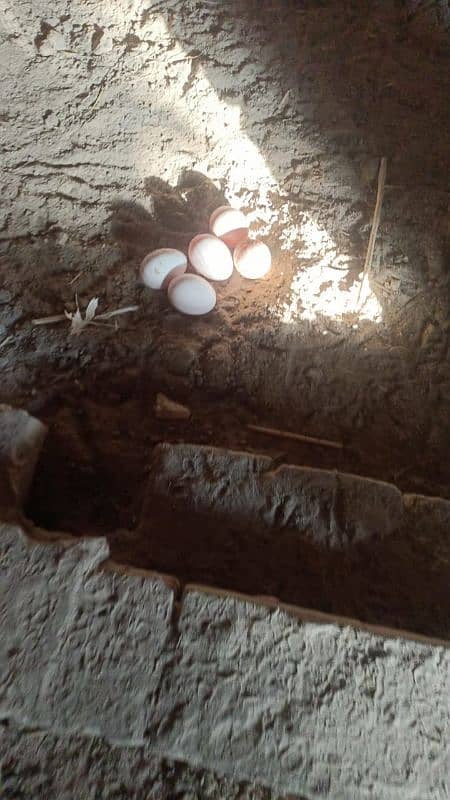 golden misri eggs layer female for sale bahawal pur 03038629487 1