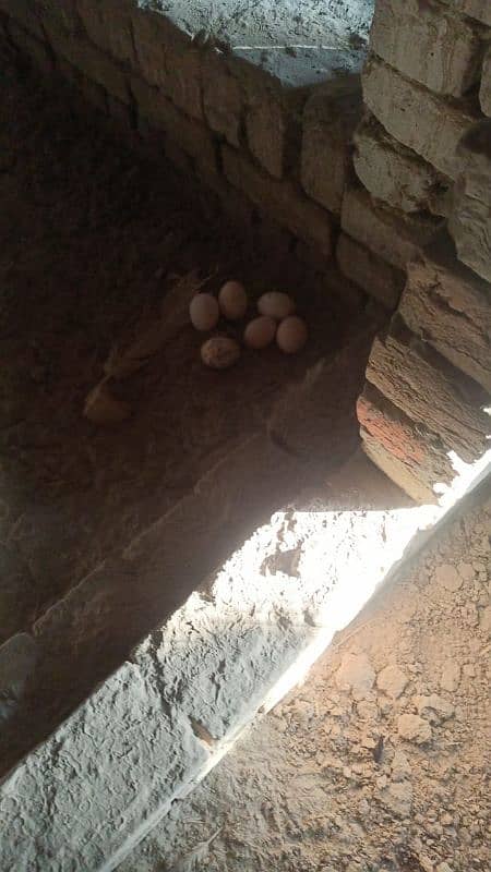 golden misri eggs layer female for sale bahawal pur 03038629487 2