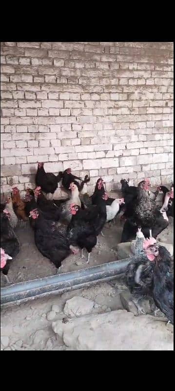 golden misri eggs layer female for sale bahawal pur 03038629487 4