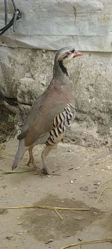 chakor national bird Pakistan 0