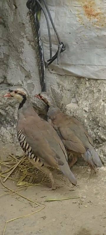 chakor national bird Pakistan 1