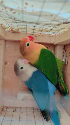 love birds