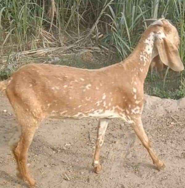 makhi high quality breed 1