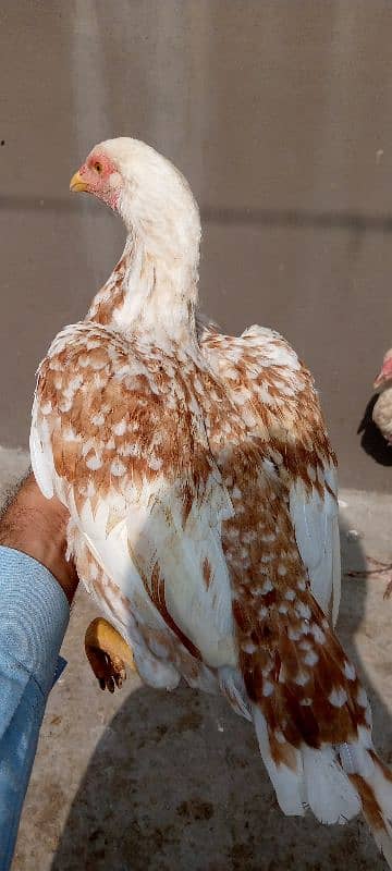 Aseel Hens for sale. 2