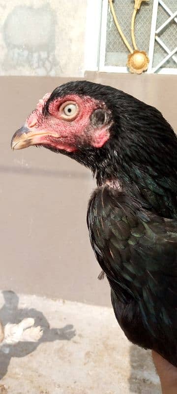 Aseel Hens for sale. 6