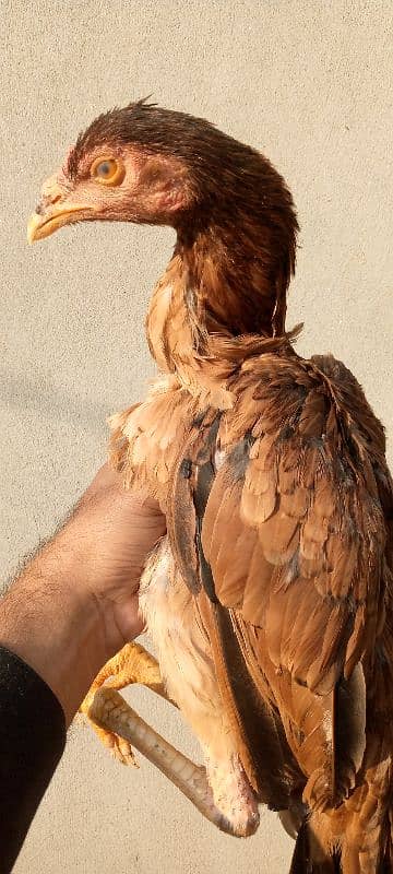 Aseel Hens for sale. 10