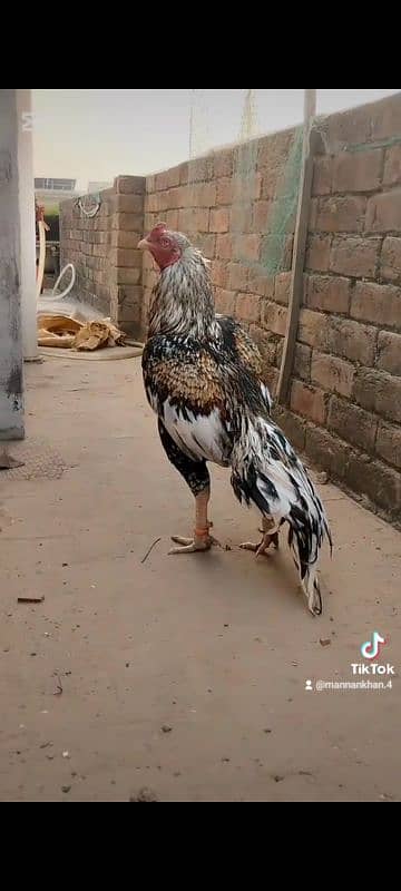 high quality mianwali breeder java murga aseel 1