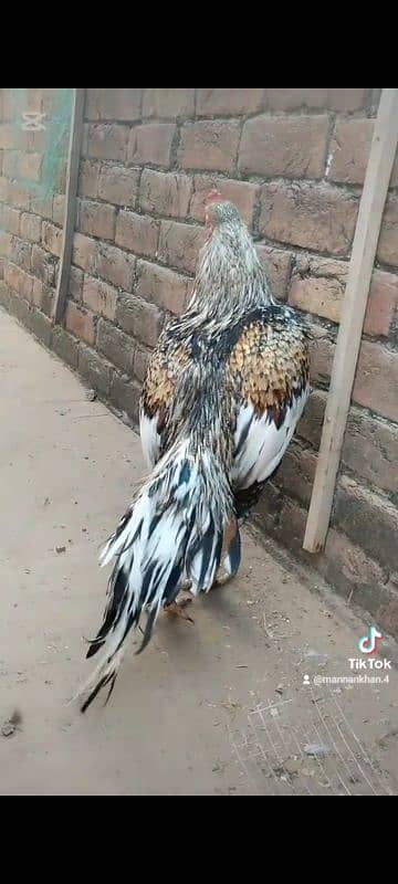 high quality mianwali breeder java murga aseel 0