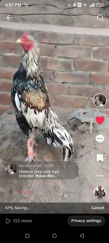 high quality mianwali breeder java murga aseel 9