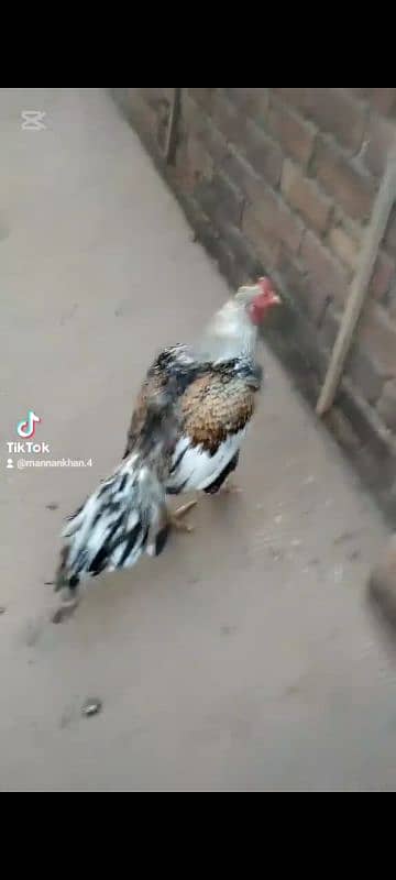 high quality mianwali breeder java murga aseel 10