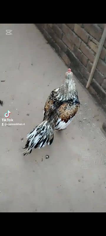 high quality mianwali breeder java murga aseel 11