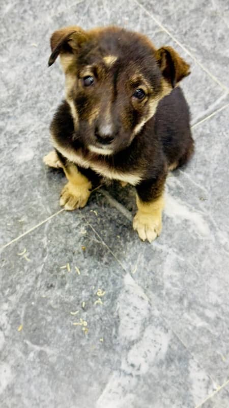 German Shepherd Puppy For Sale 0