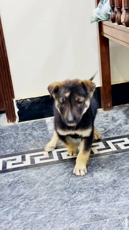 German Shepherd Puppy For Sale 1