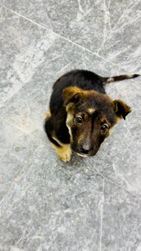 German Shepherd Puppy For Sale 2