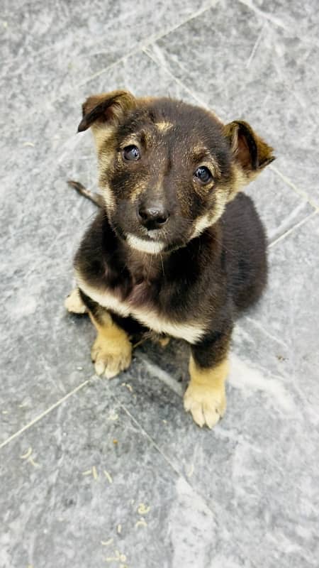 German Shepherd Puppy For Sale 3