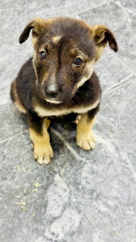 German Shepherd Puppy For Sale 4