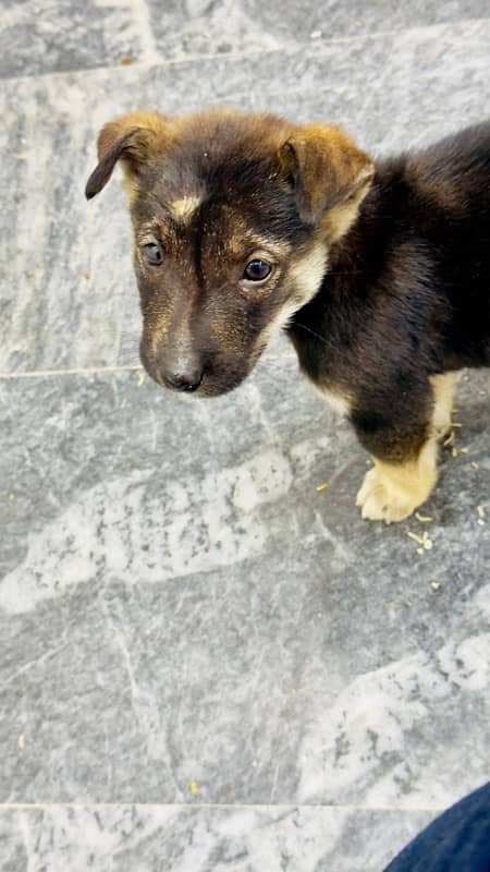 German Shepherd Puppy For Sale 5