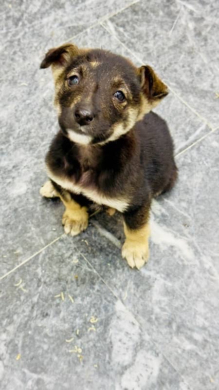 German Shepherd Puppy For Sale 6