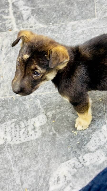 German Shepherd Puppy For Sale 7