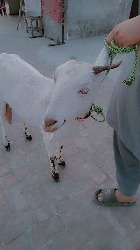 desi bakri 0