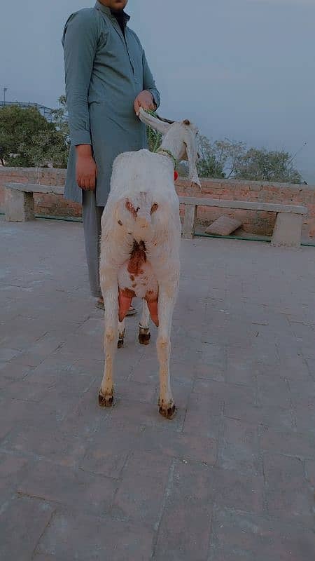 desi bakri 2