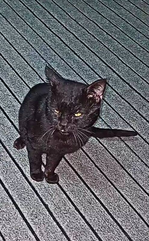 black shiny cat ,knowing all words if you tell stop then he dont Move 2