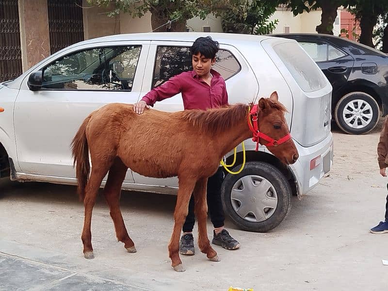 pyoor shatling Pony female 7