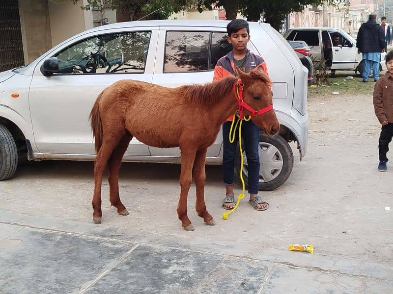 pyoor shatling Pony female 8