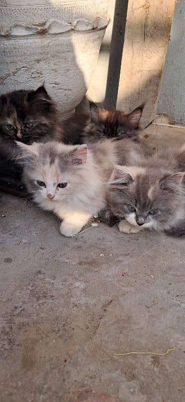 Persian kittens age 2 months 0