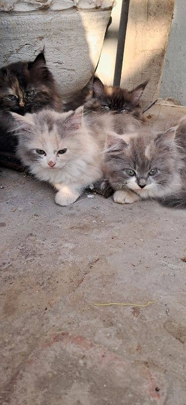 Persian kittens age 2 months 1