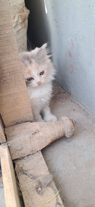 Persian kittens age 2 months 2