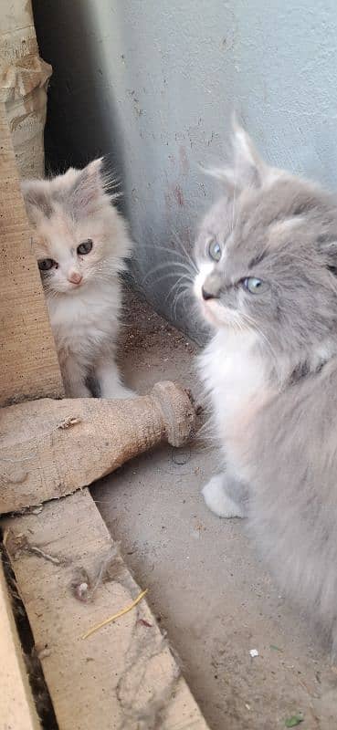 Persian kittens age 2 months 6