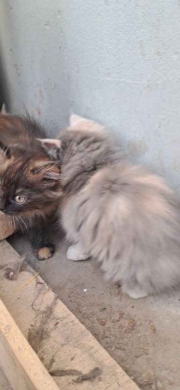 Persian kittens age 2 months 7