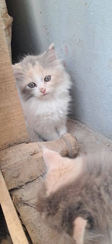 Persian kittens age 2 months 9