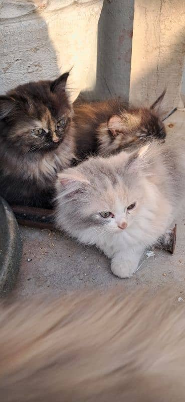 Persian kittens age 2 months 10