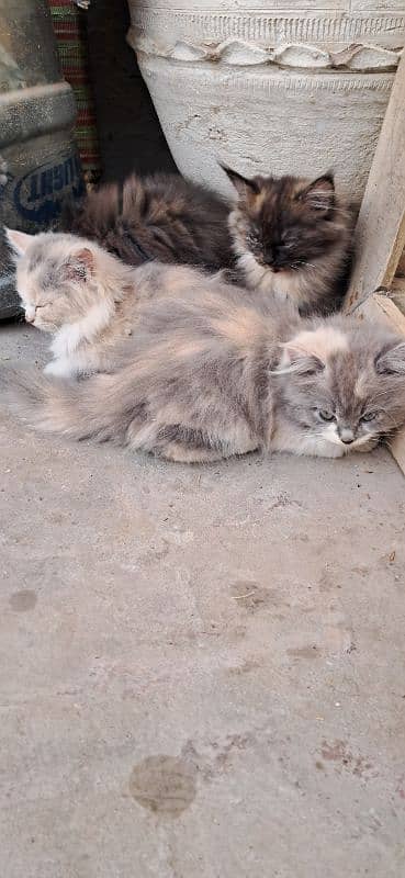 Persian kittens age 2 months 11