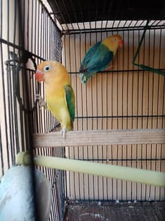 Parblue Euwing Opaline Breeder Pair And Cockatiel Male For Sale